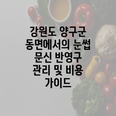 강원도 양구군 동면에서의 눈썹 문신 반영구 관리 및 비용 가이드