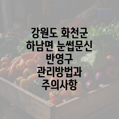 강원도 화천군 하남면 눈썹문신 반영구 관리방법과 주의사항